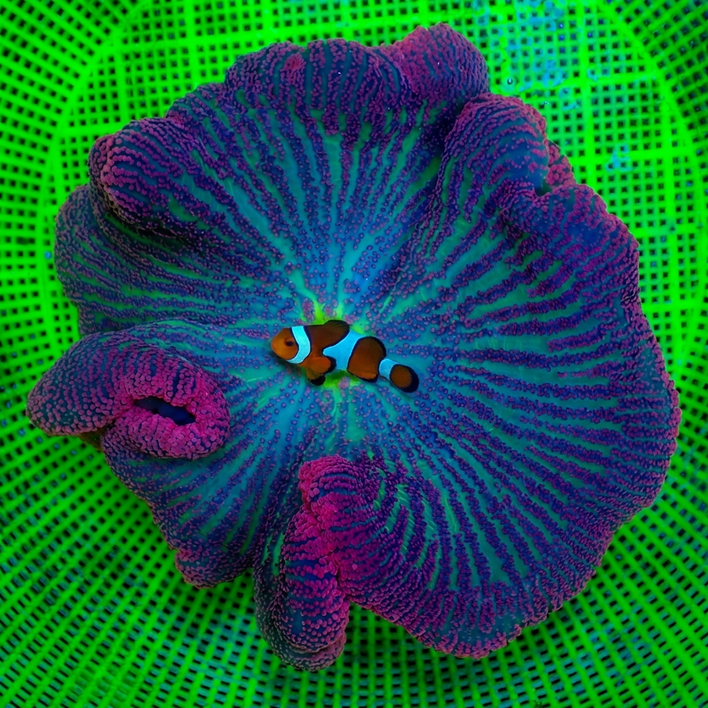 WYSIWYG XL Red Ruby Rainbow Haddoni Carpet Anemone (9-11") - Corals Anonymous