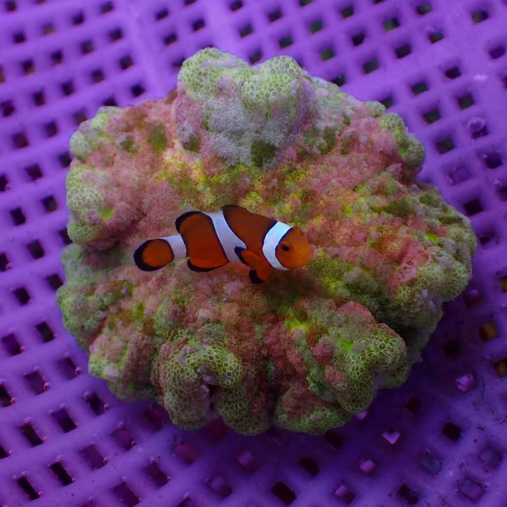 WYSIWYG Grape Sour Ultra Rainbow Carpet Anemone (Rare, 3-5") - Corals Anonymous