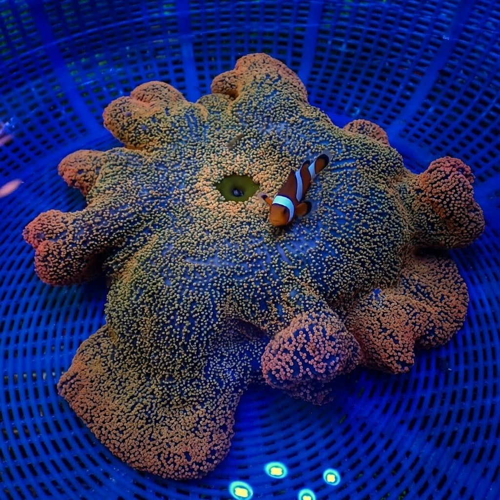 WYSIWYG Peachy Pink Haddoni Carpet Anemone (8-12") - Corals Anonymous