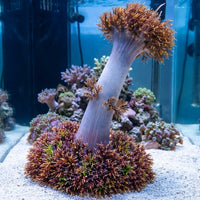 Ultra Rainbow HellFire Anemone (Rare) - Corals Anonymous
