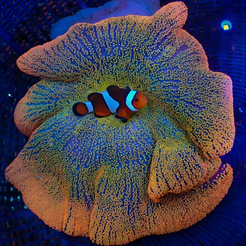 Reserved WYSIWYG Ultra Orange Sunkist Rainbow Haddoni Carpet Anemone (7-9") - Corals Anonymous