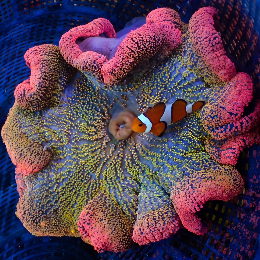 Reserved WYSIWYG Ultra Rainbow Haddoni Carpet Anemone (7-9") - Corals Anonymous