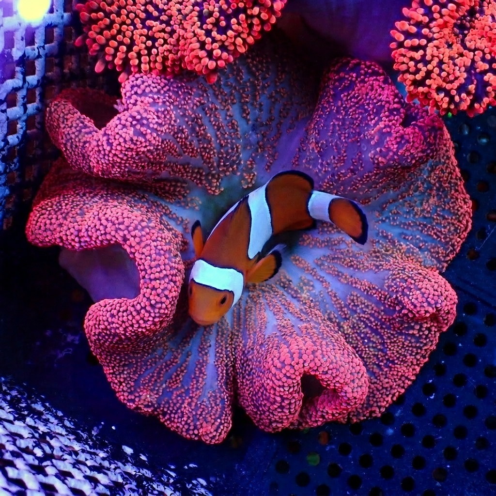 WYSIWYG Pink Haddoni Carpet Anemone (3-5") - Corals Anonymous