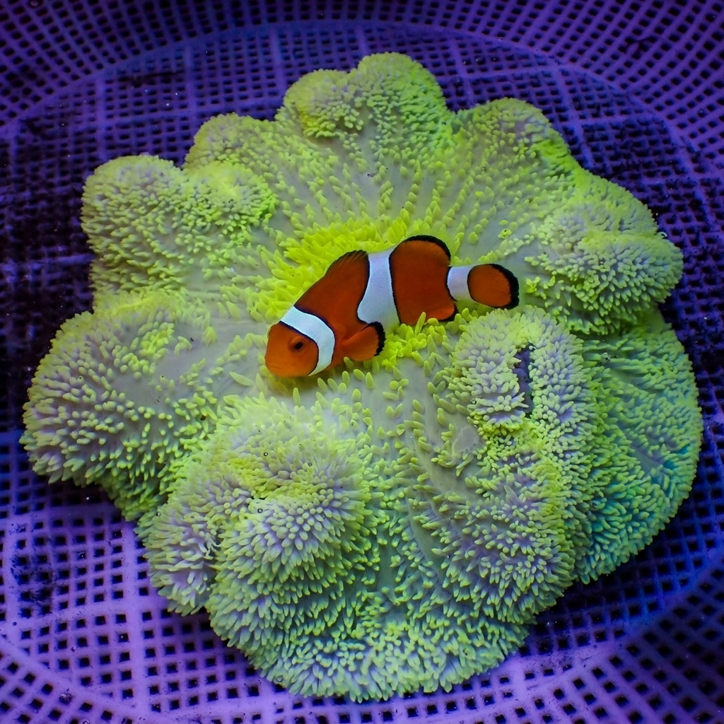 WYSIWYG Highlighter Green Gigantea Carpet Anemone (6-8") - Corals Anonymous