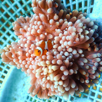 WYSIWYG Purple Tip Pink Sebae Anemone (3-5")

