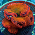 WYSIWYG Orange Sunkist Rainbow Haddoni Carpet Anemone (10-13")