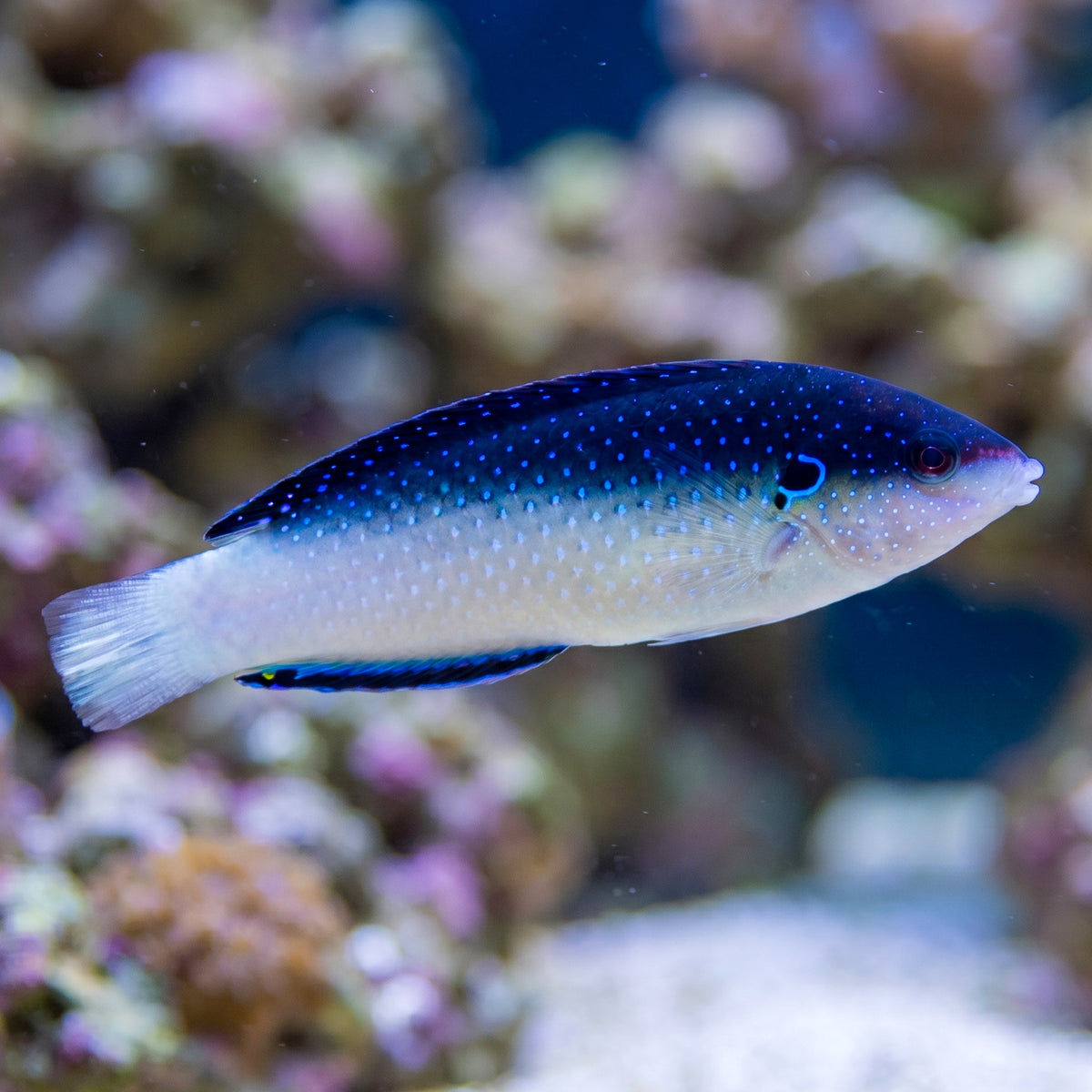 China Pearl Wrasse - Corals Anonymous
