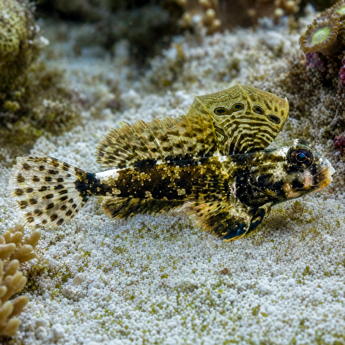 Scooter Blenny - Corals Anonymous