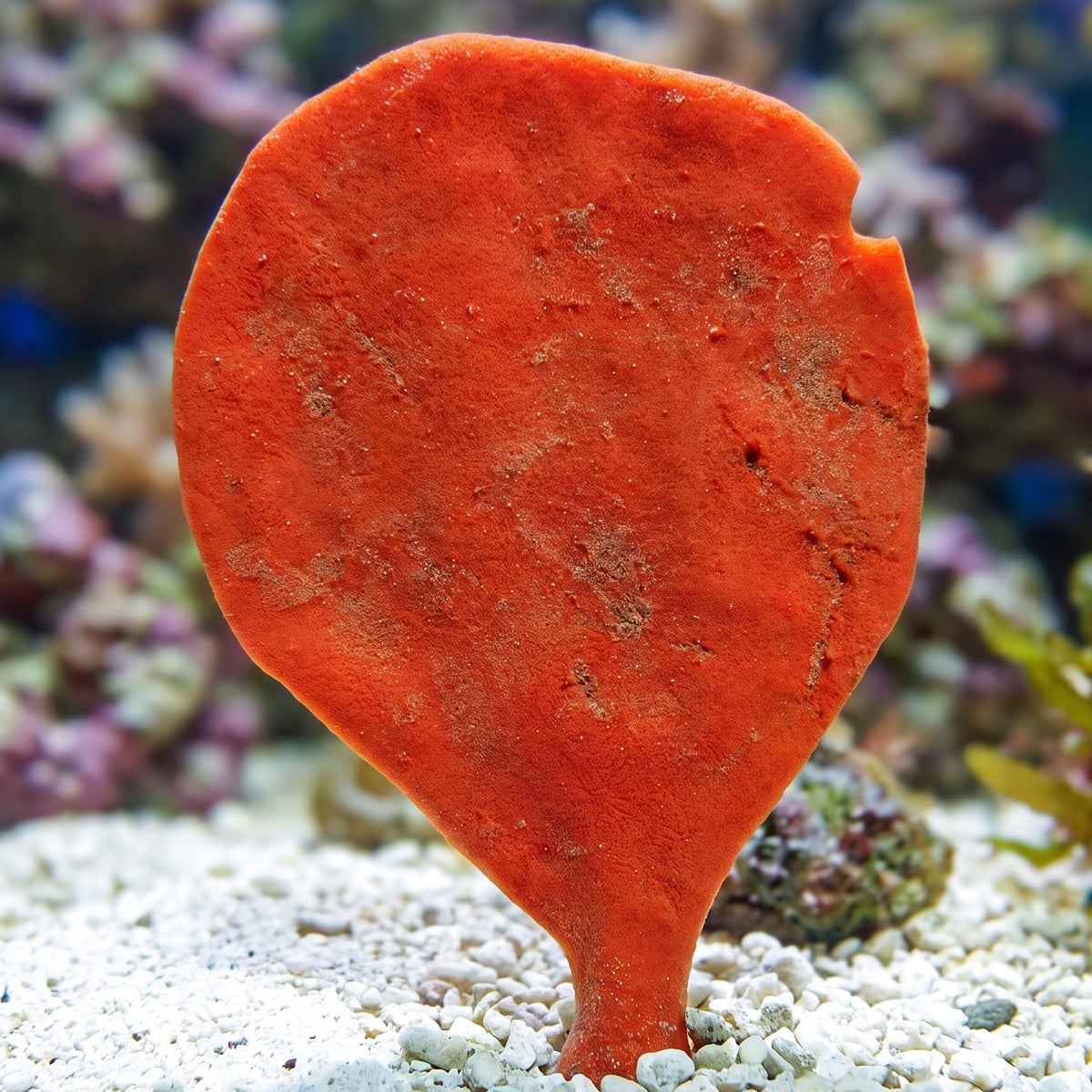 Aussie Orange Smooth Fan Sponge - Corals Anonymous