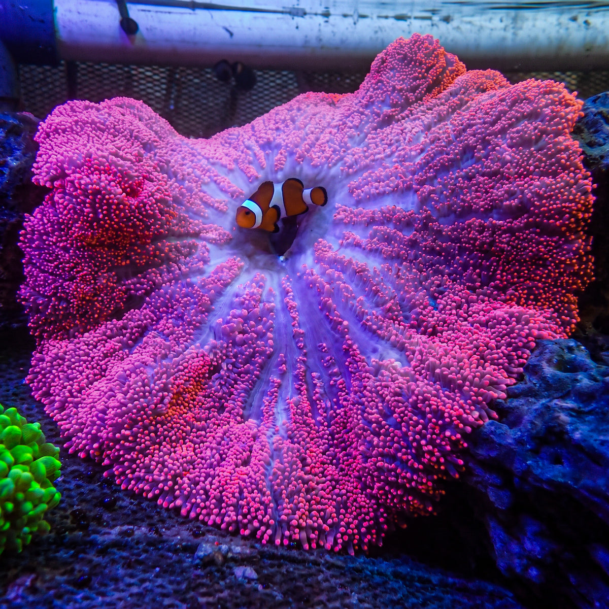WYSIWYG Showpiece Hot Pink Haddoni Carpet Anemone (12-14") - Corals Anonymous