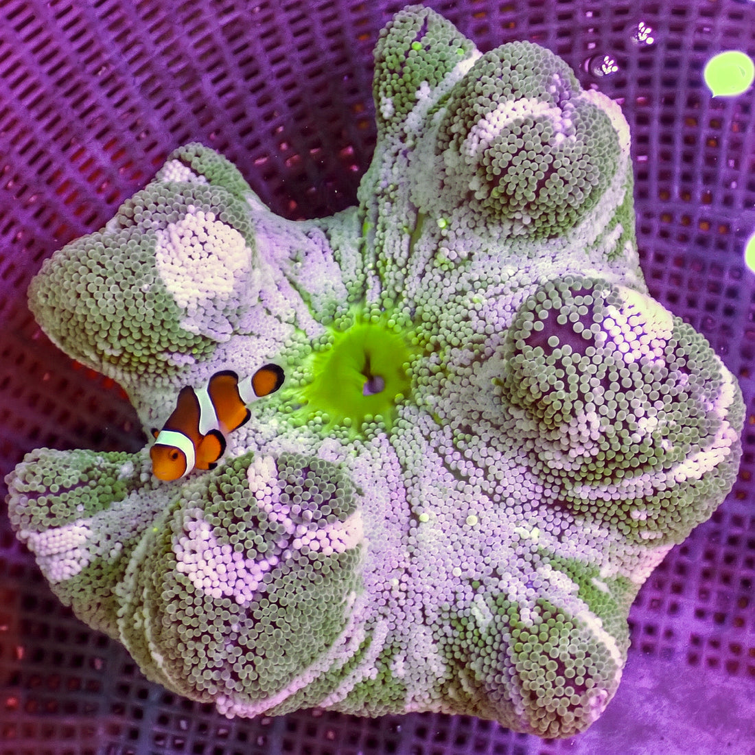 WYSIWYG White Stripe Green Haddoni Carpet Anemone (6-9") - Corals Anonymous