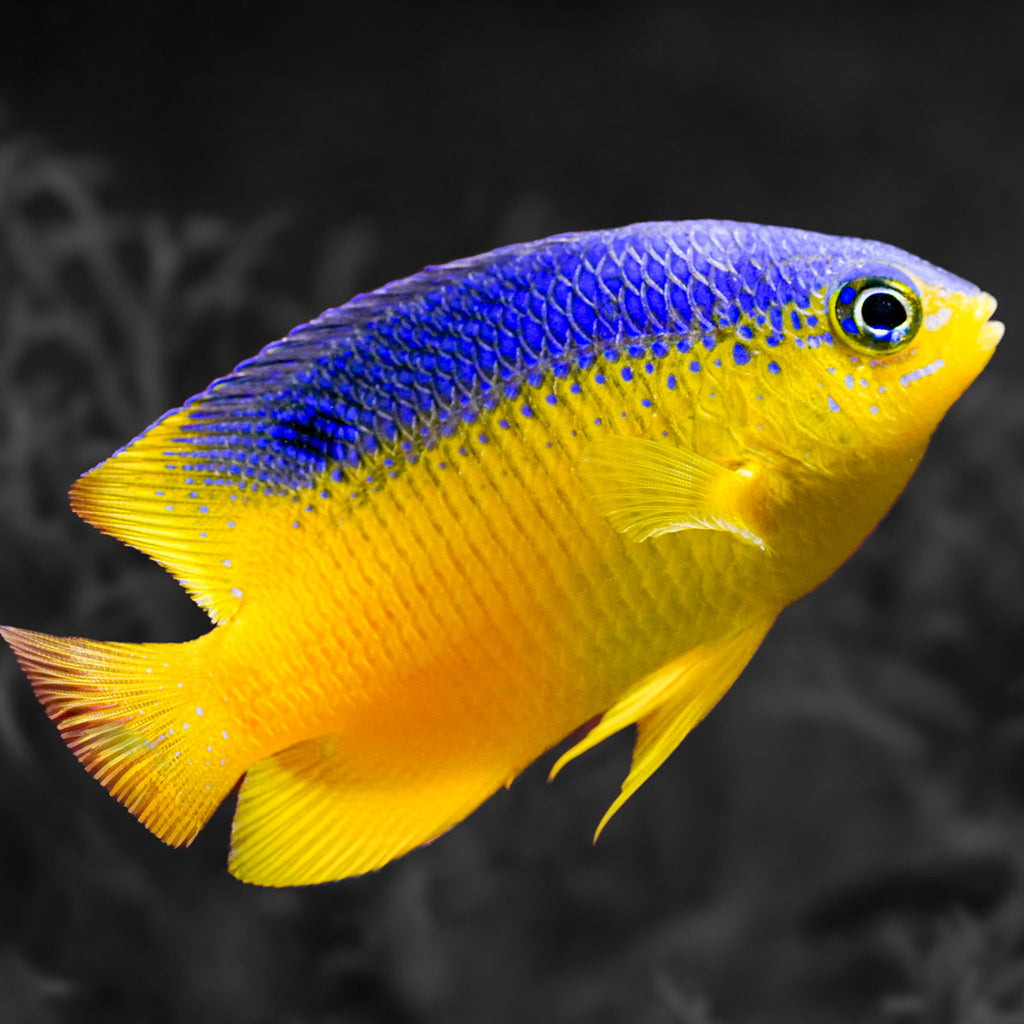 Beaugregory Damselfish - Corals Anonymous