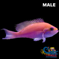 Hutomo Anthias Basslet Fish (Harem) Fish
