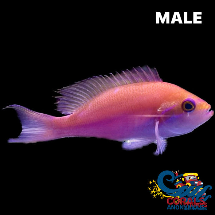 Hutomo Anthias Basslet Fish (Harem) Fish