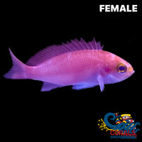 Hutomo Anthias Basslet Fish (Harem) Fish
