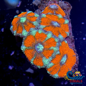 Icy Fire Indo Acans (2-3 Polyps) Acans