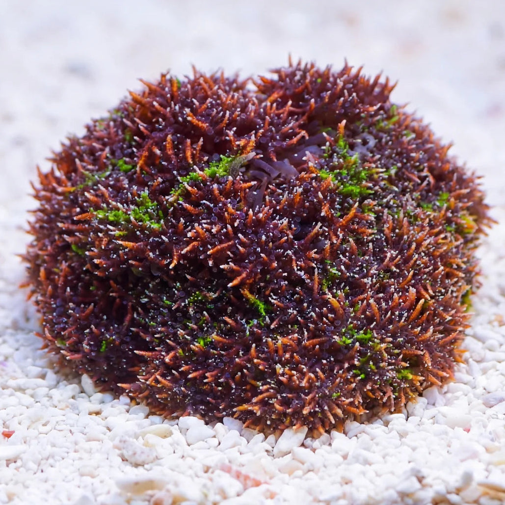 Ultra Rainbow HellFire Anemone (Rare) - Corals Anonymous
