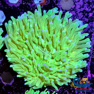 Indo Neon Green Long Tentacle Fungia Plate (4-5) Plate