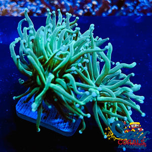 Indo Teal Tipped Green Torch Torch