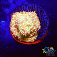 Jack-O-Lantern Leptoseris Coral Frag Leptoseris