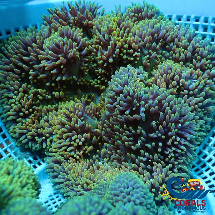 Jade Amethyst Gigantea Anemone Carpetanemone