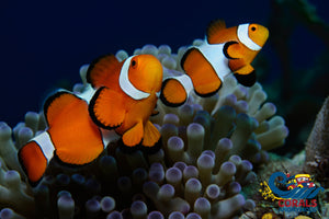 Jumbo Size Ocellaris Clownfish Fish