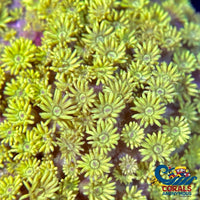 Lime Yellow Goniopora (0.5-1 Frag) Goniopora
