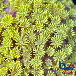 Lime Yellow Goniopora (0.5-1 Frag) Goniopora