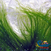 Long Sea Grass Macroalgae Bush Rock Macroalgae