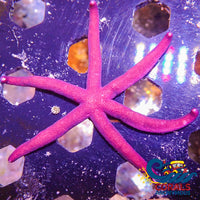 Luzon Red Starfish (2-3) Starfish