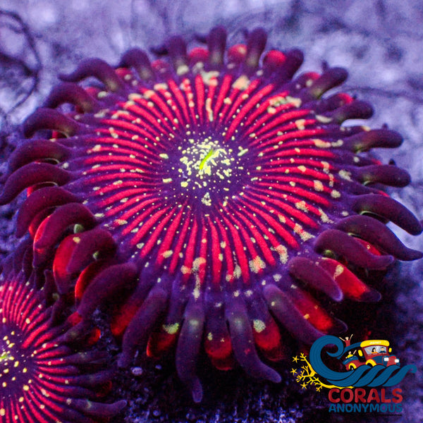 Magician Zoa (2-3 Polyps) Zoa