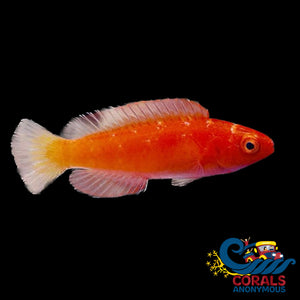 Magma Fairy Wrasse (Cirrhilabrus Shutmani) Fish