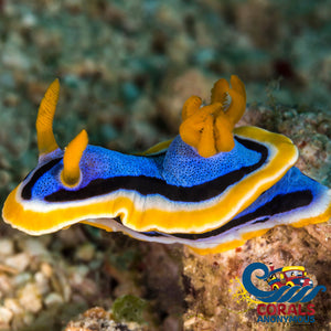 Magnificent Tricolor Sea Slug Nudibranch Invertebrates