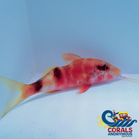 Manybar Red Goatfish Fish