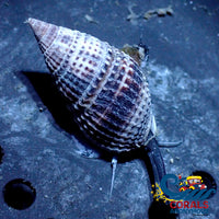 Marbled Black Nassarius Snail (Pack Of 5) Snail