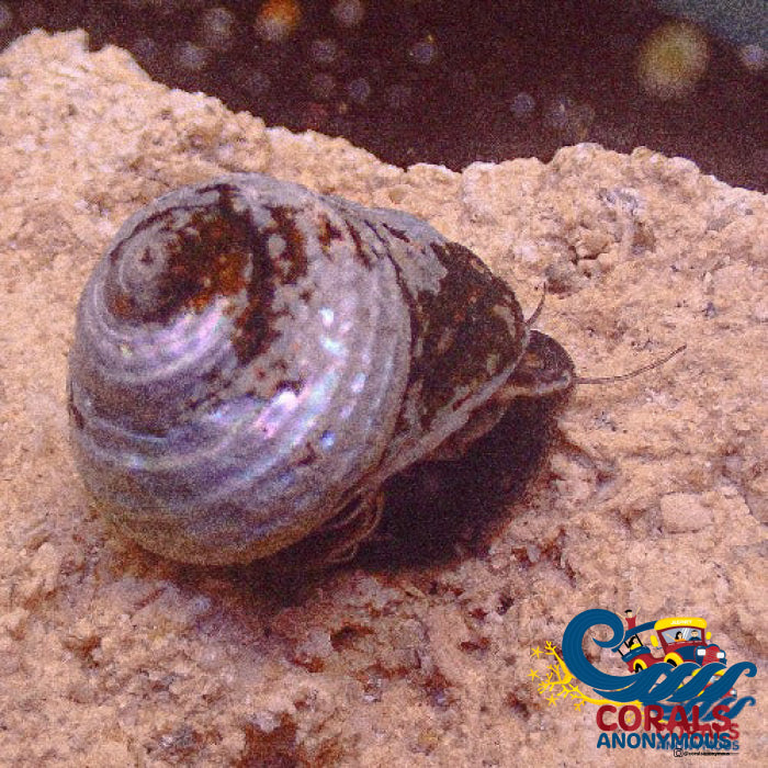 Margarita Turbo Snails (Pack) Snail