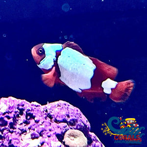 Maroon Snowflake Clownfish (Aquacultured) Fish