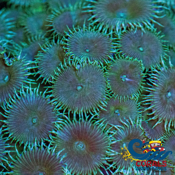 Metallic Green Paly 10-15 Polyps Colony Zoa