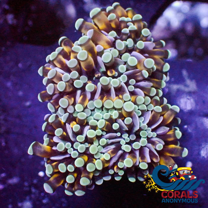 Mini Teal Cristata Torch Torch