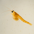 CA Mini Reef Cleaner Shrimp (Self-Reproducing) - Corals Anonymous