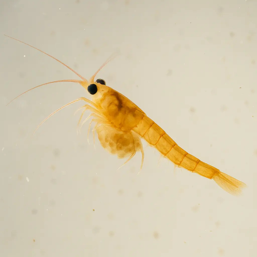 CA Mini Reef Cleaner Shrimp (Self-Reproducing)