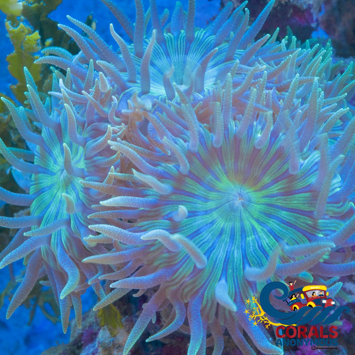 Mint Moon Duncan Lps (3-4 Polyps) Duncan