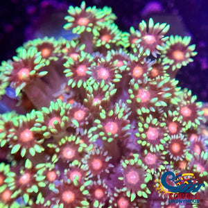 Minty Blush Goniopora (0.5-1 Frag) Goniopora