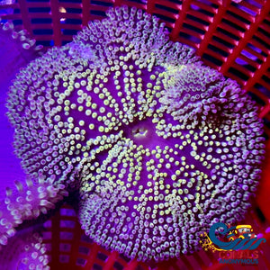 Multicolor Haitian Carpet Anemone (3-4) Anemone