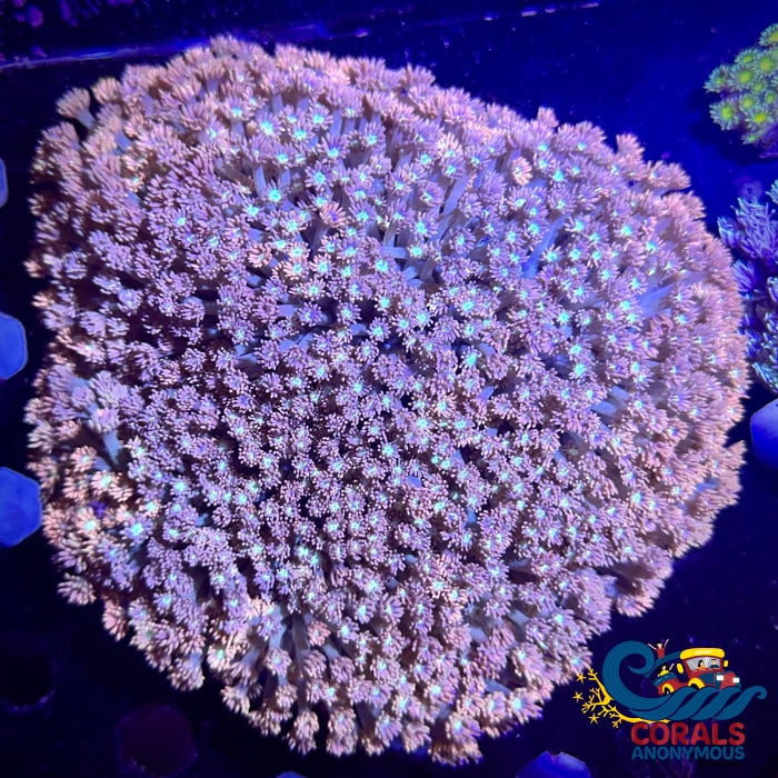 Multicolor Pink Blush Goniopora (0.5-1 Frag) Goniopora