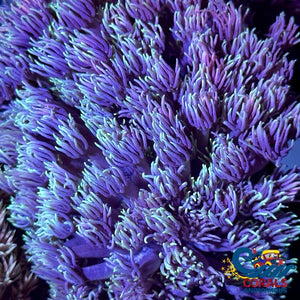Multicolor Purple Bliss Goniopora (0.5-1 Frag) Goniopora