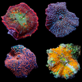 Assorted Mushroom Frag Pack