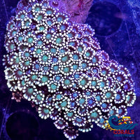 Mystic Blue Green Alveopora (1 Frag) Alveopora
