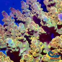 Mystic Gold Acropora (1 Frag) Acropora
