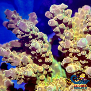 Mystic Gold Acropora (1 Frag) Acropora